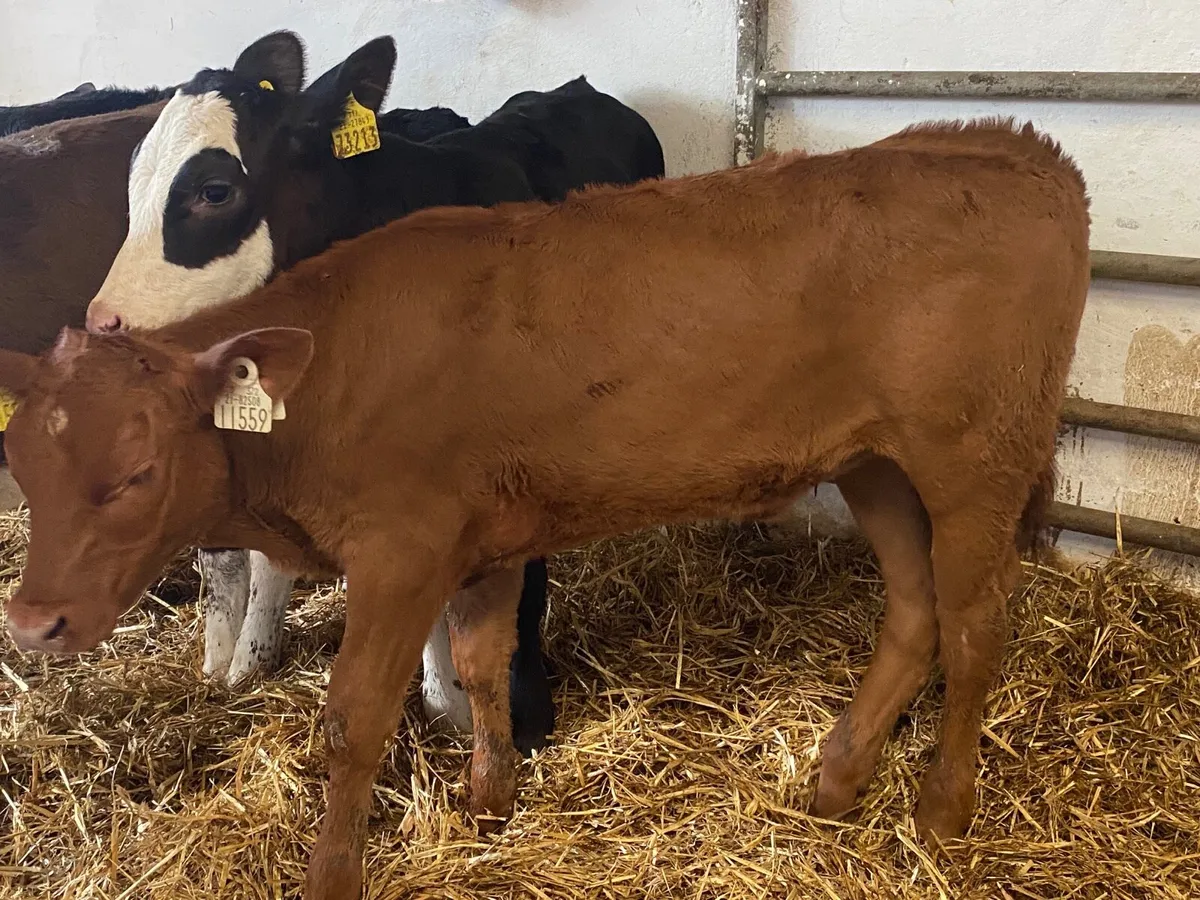6 Super Fully Reared Heifer Calves - Image 3