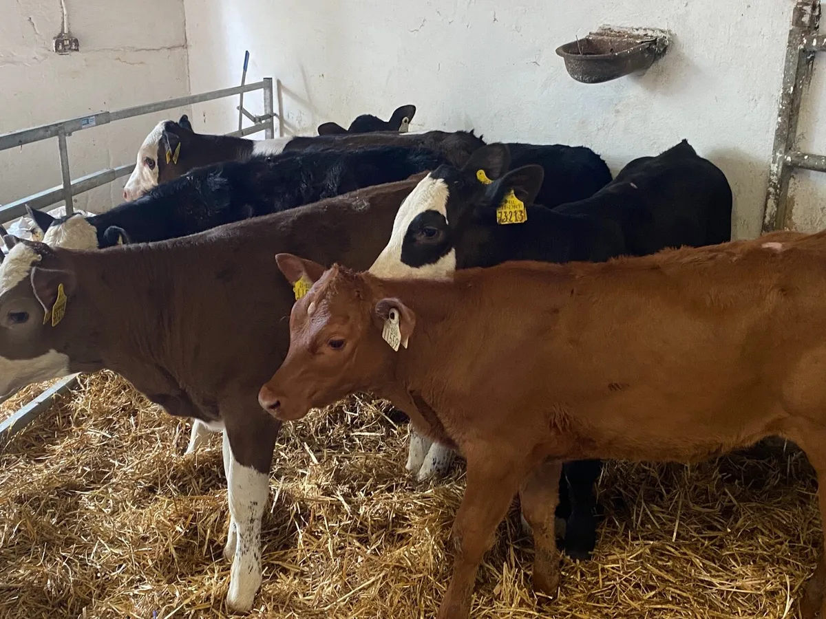6 Super Fully Reared Heifer Calves - Image 2