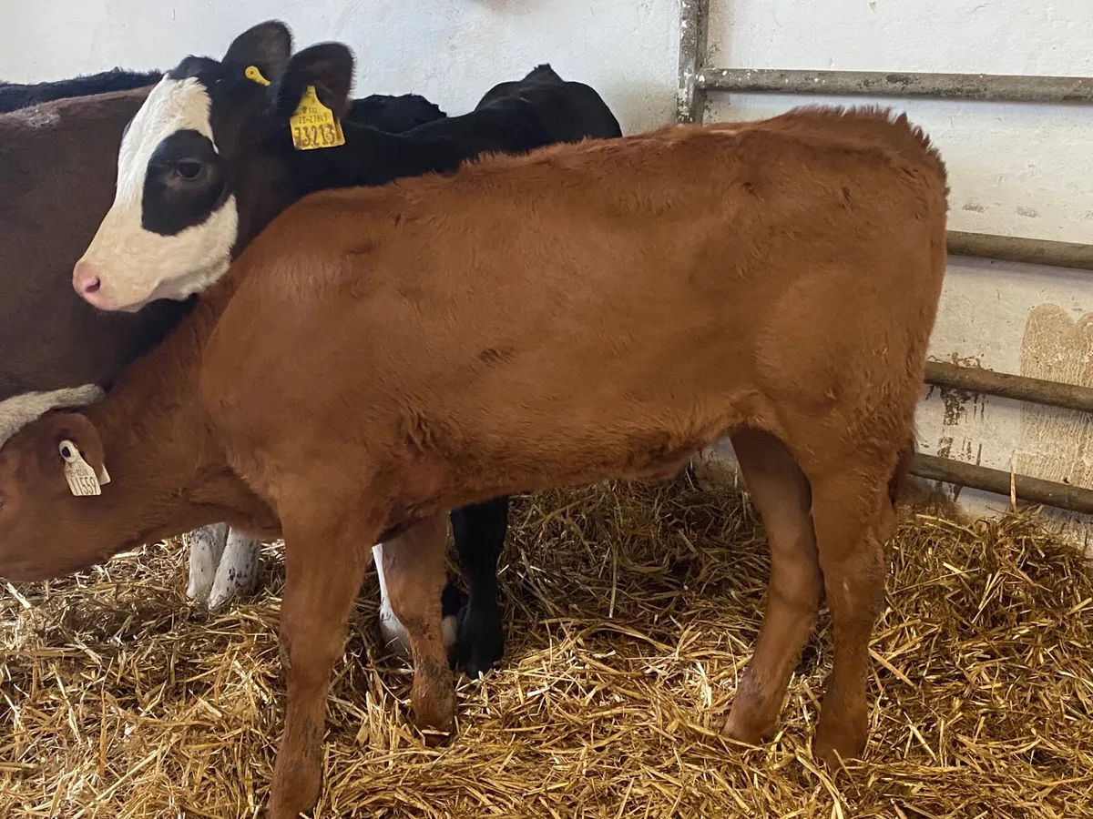 6 Super Fully Reared Heifer Calves - Image 4