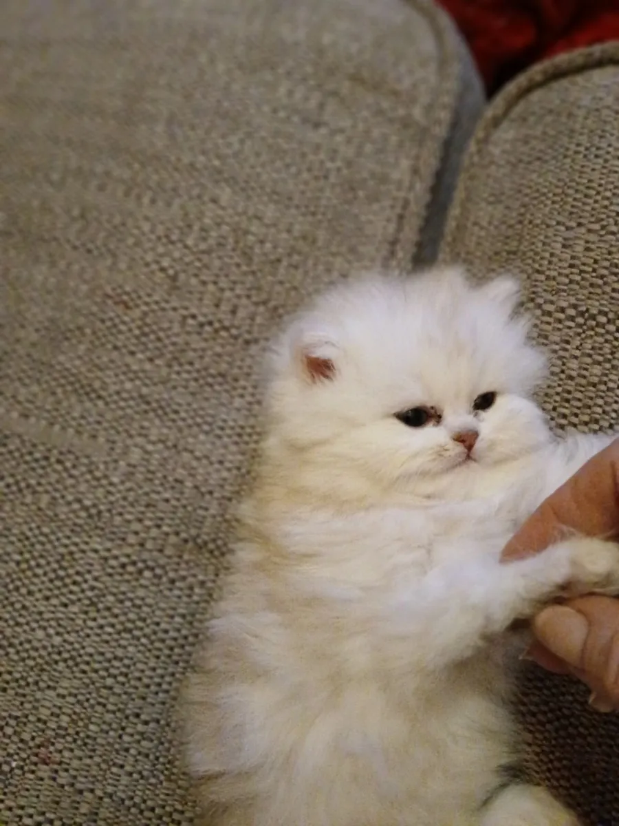 Munchkin persian kitten - Image 1