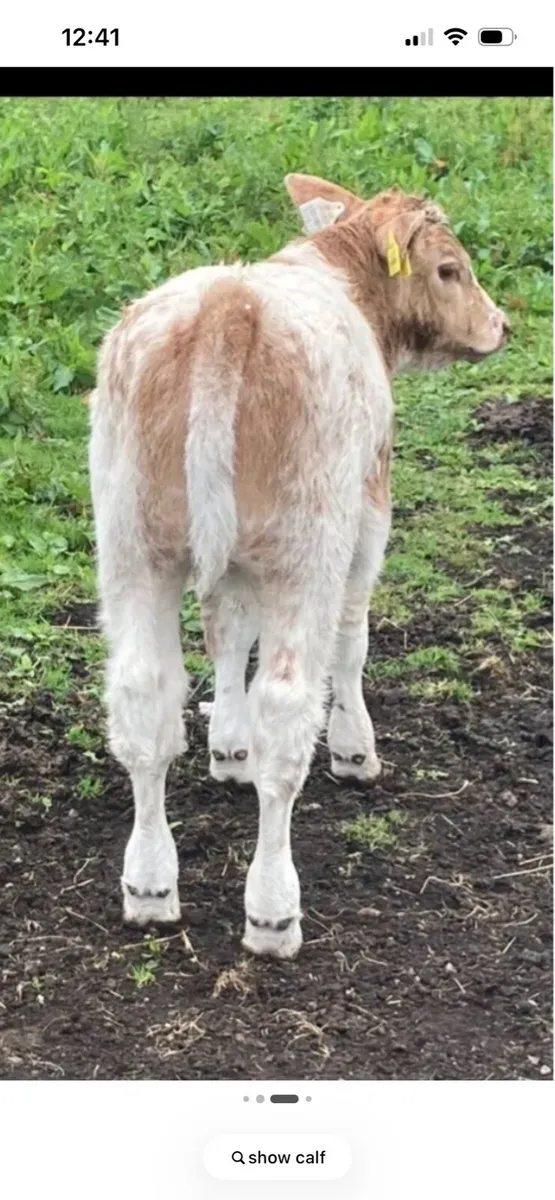 Suck calf