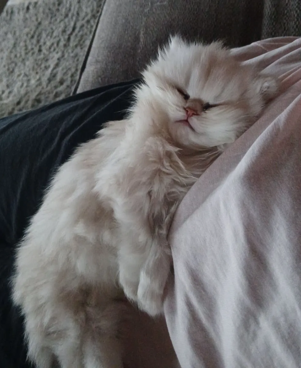 Munchkin persian kitten - Image 2