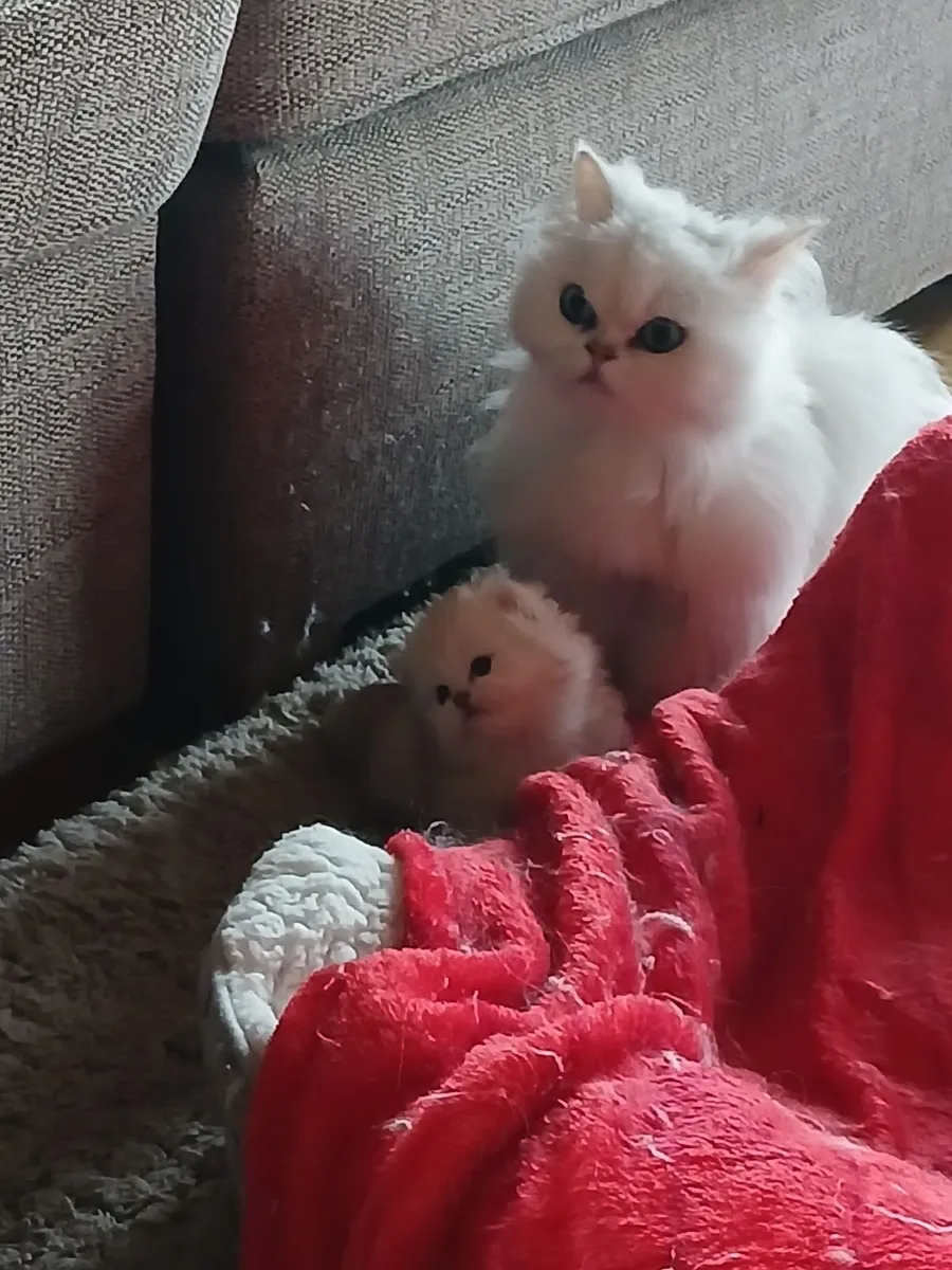 Munchkin persian kitten - Image 3