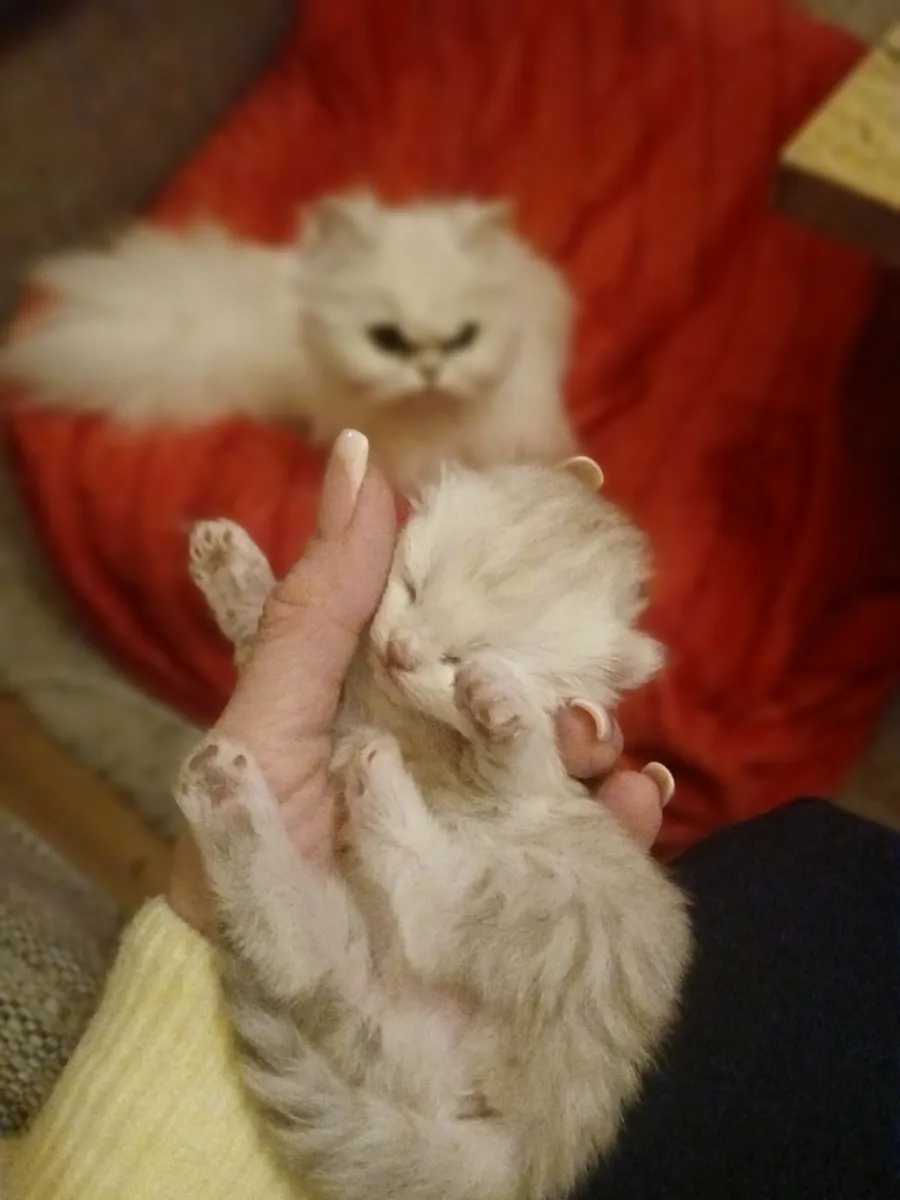 Munchkin persian kitten - Image 4