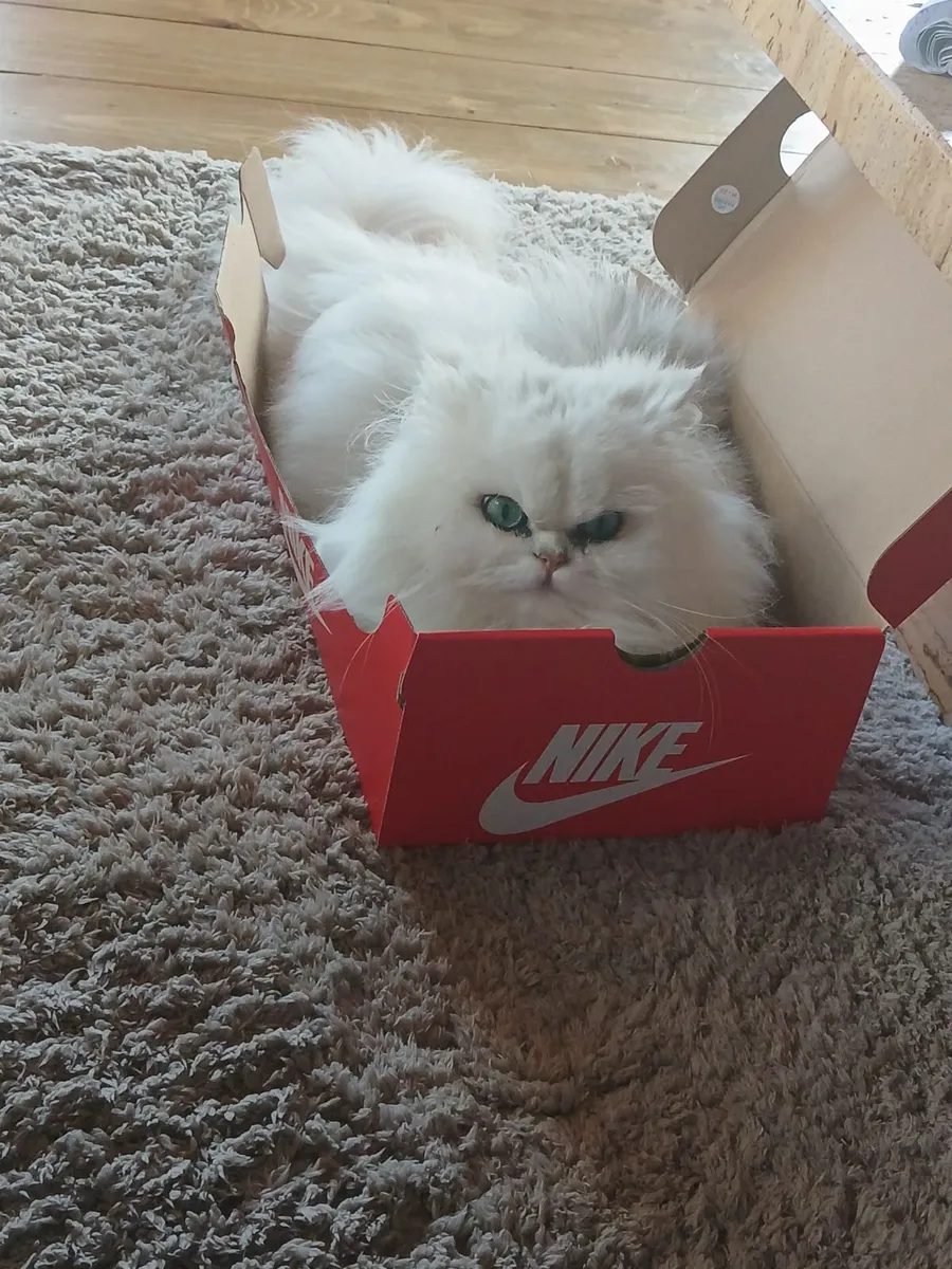 Munchkin persian kitten - Image 4