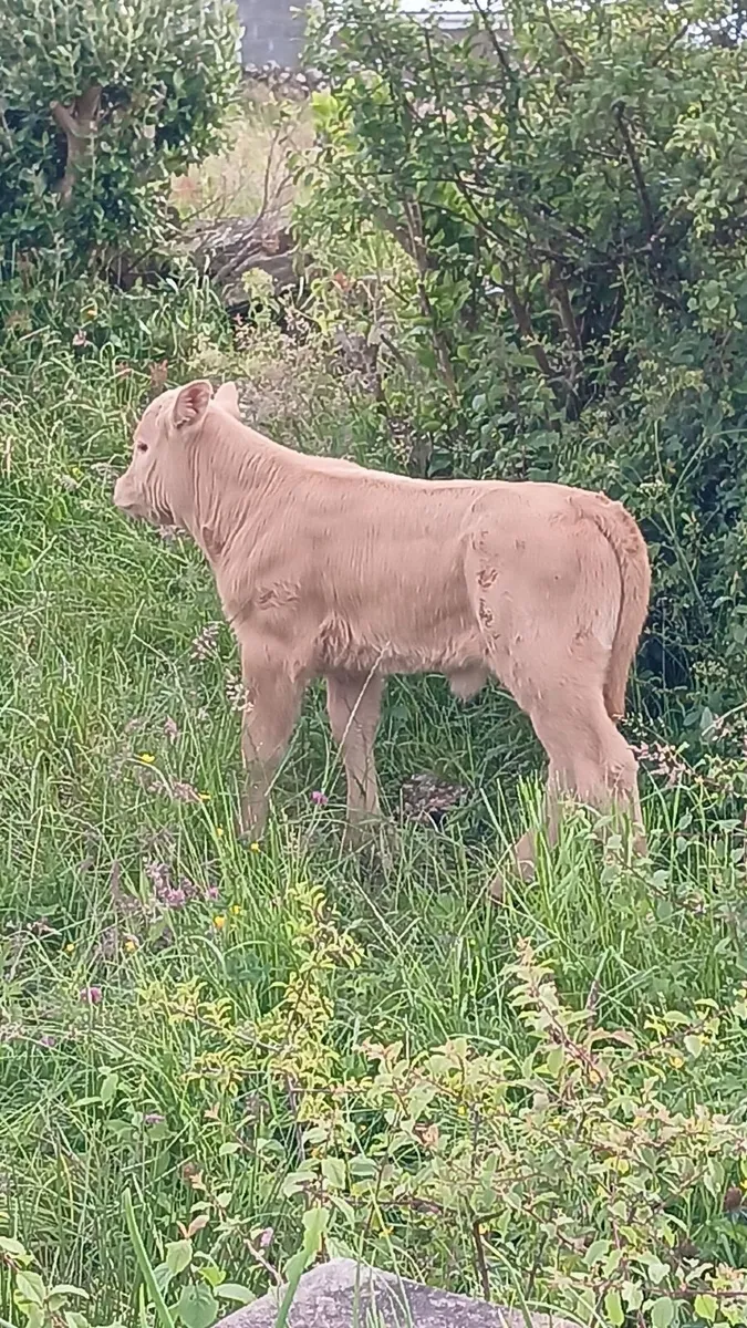 Suck Calf - Image 1