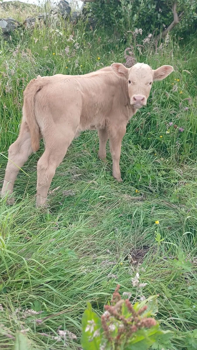 Suck Calf - Image 2