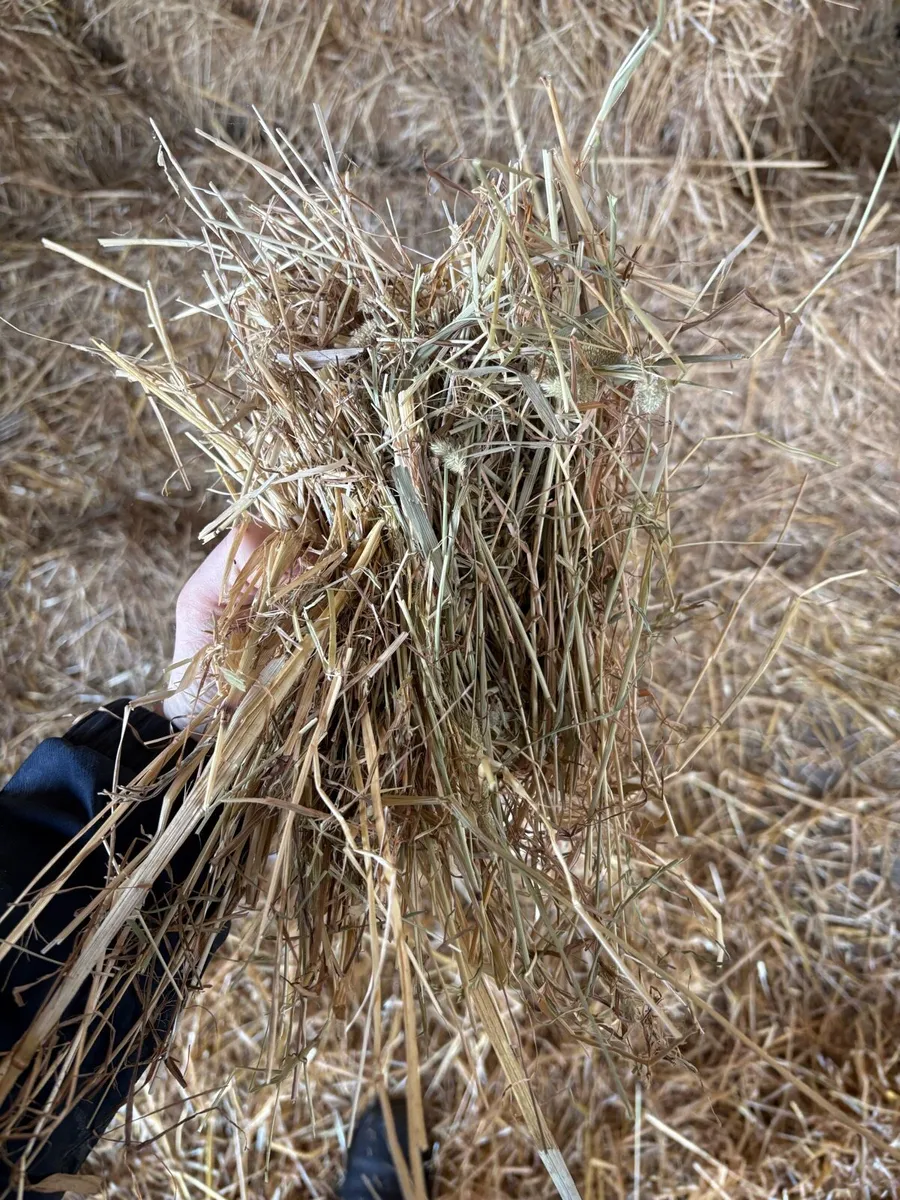 Hay 6x4x2.5 - Image 2