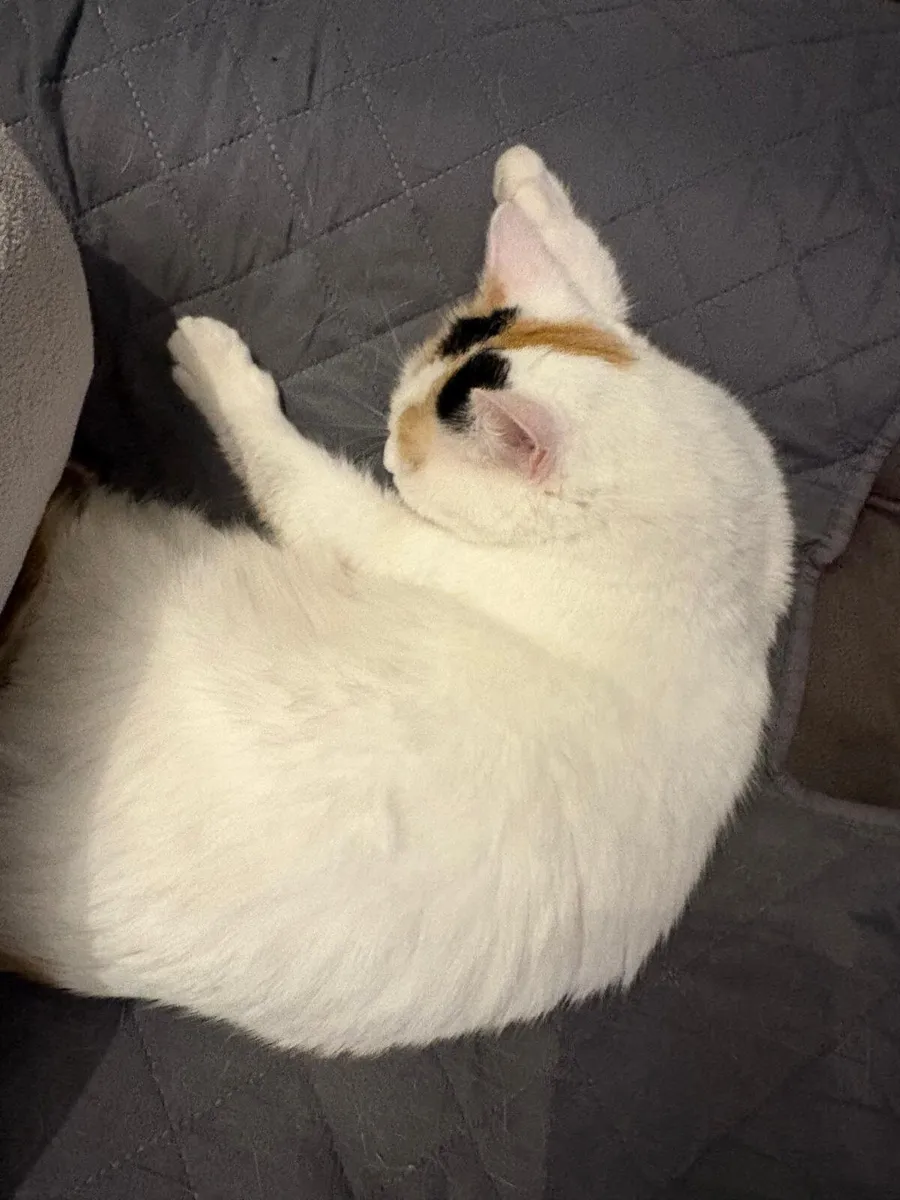 Nougat 1 year old girl - Image 3