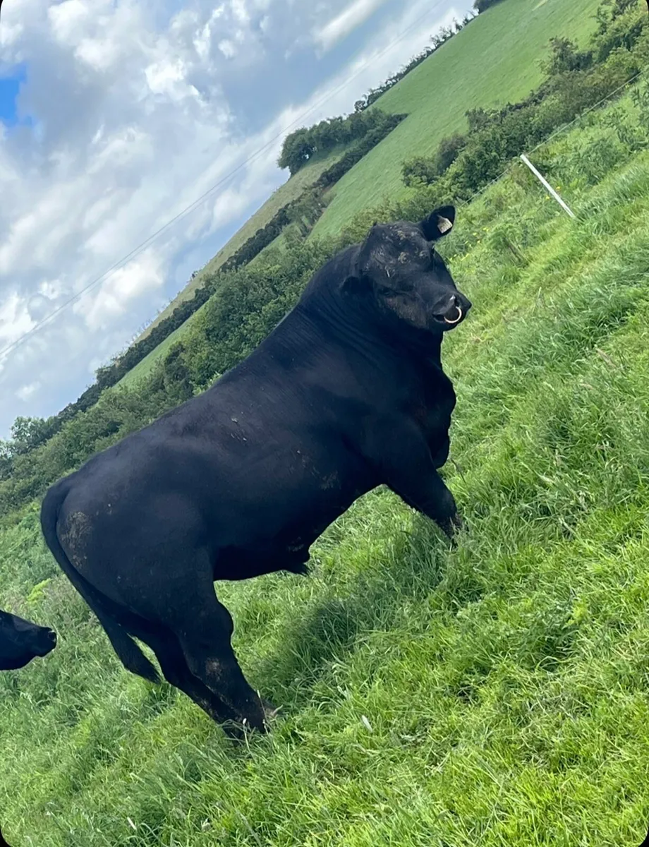 💥PBR Angus bull💥 - Image 1