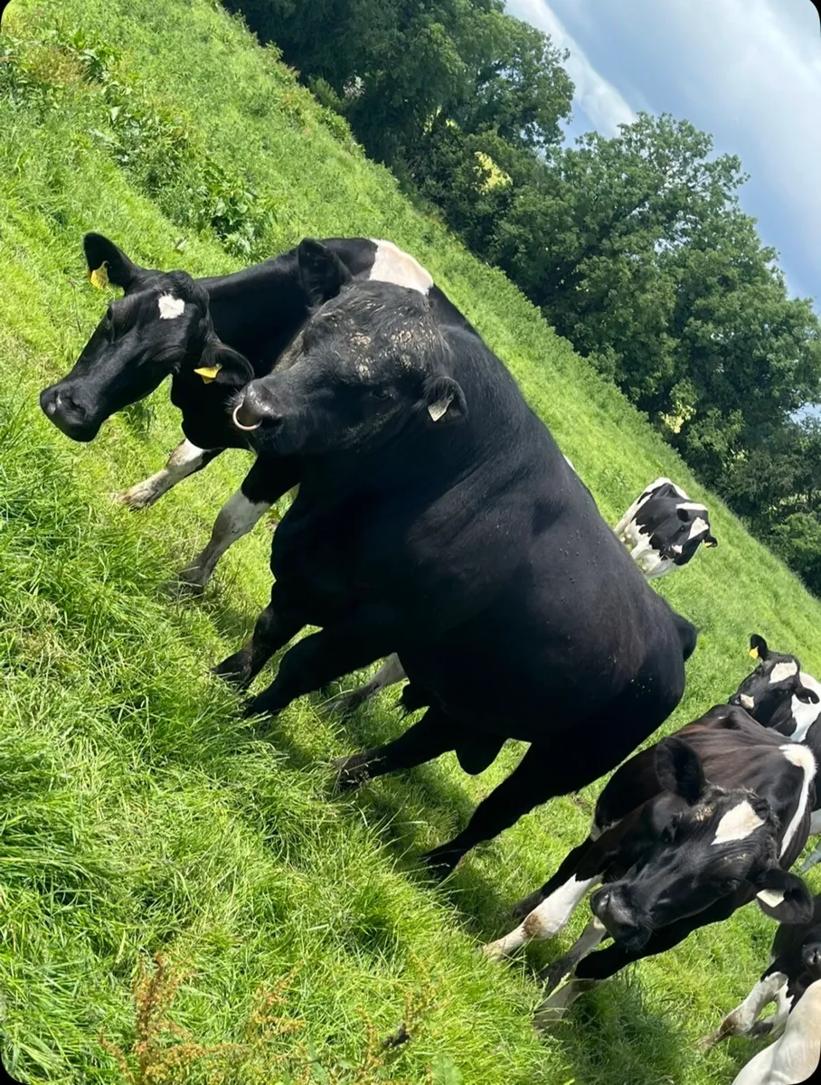 💥PBR Angus bull💥 - Image 2