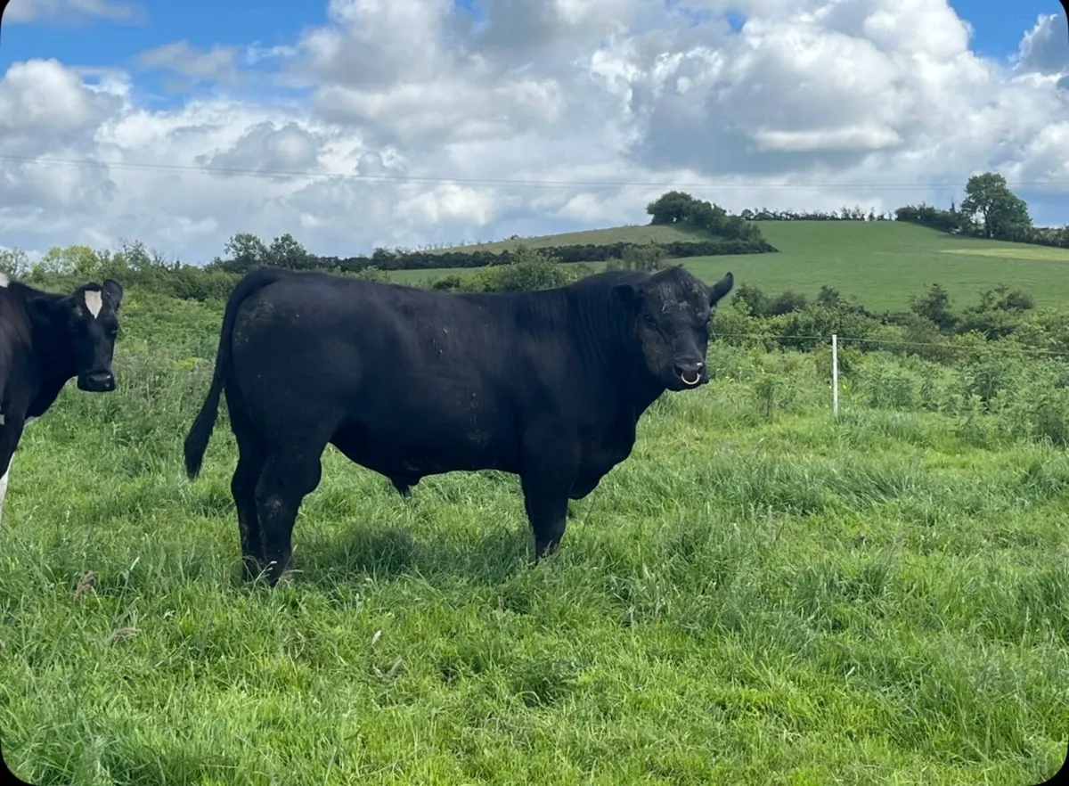 💥PBR Angus bull💥 - Image 3