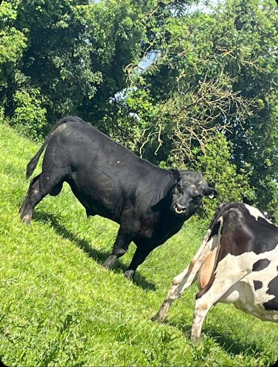 💥PBR Angus bull💥 - Image 4
