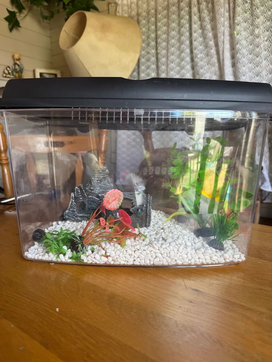 Fish Tank - Image 1