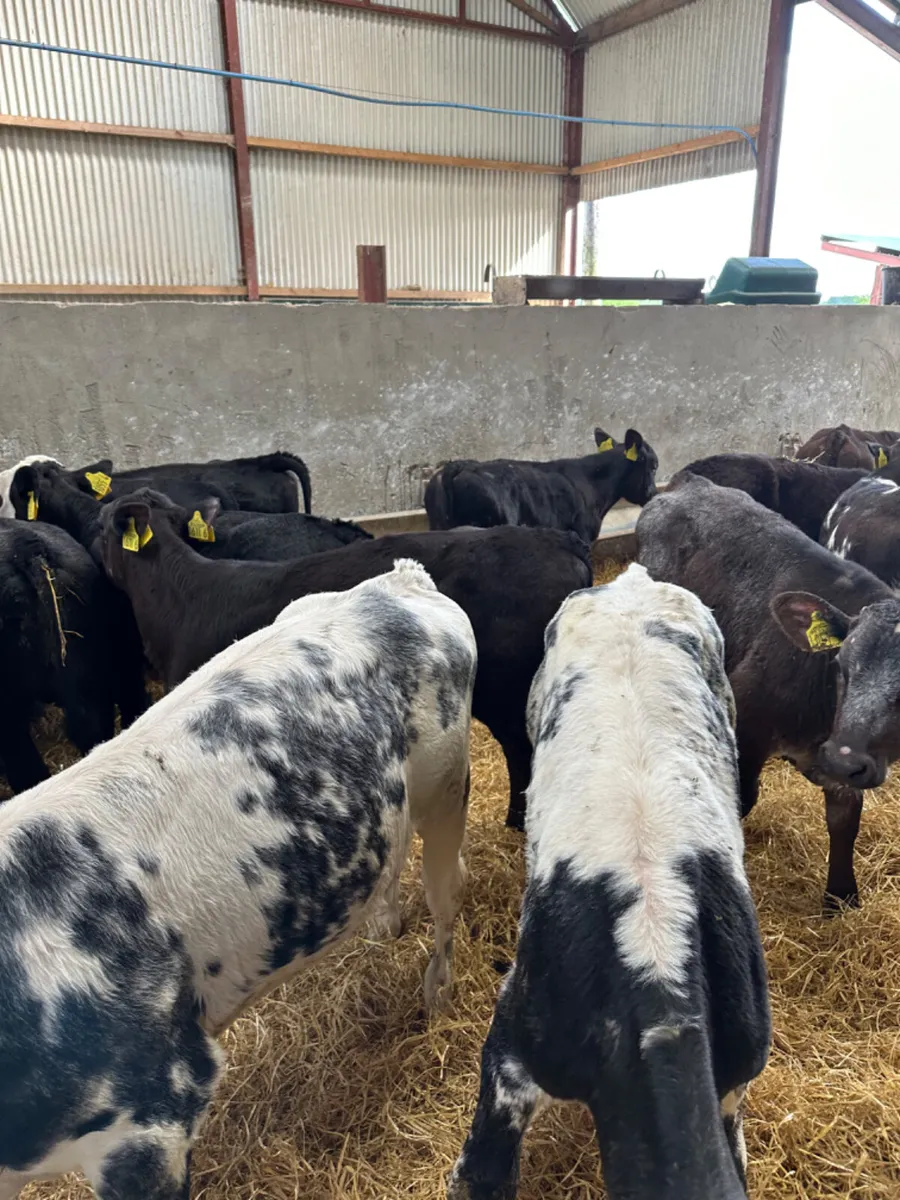 Hereford Angus and blue bulls - Image 2