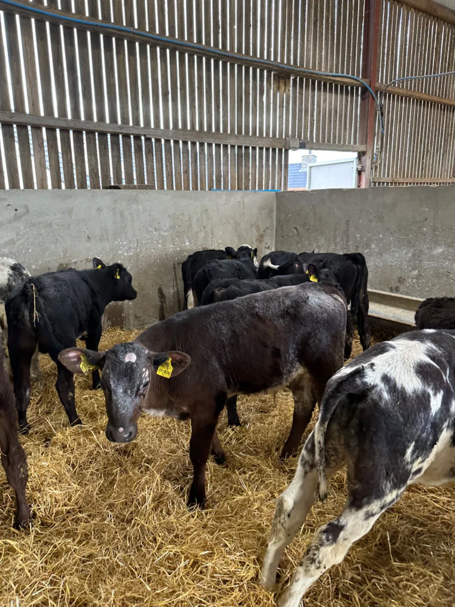 Hereford Angus and blue bulls - Image 1