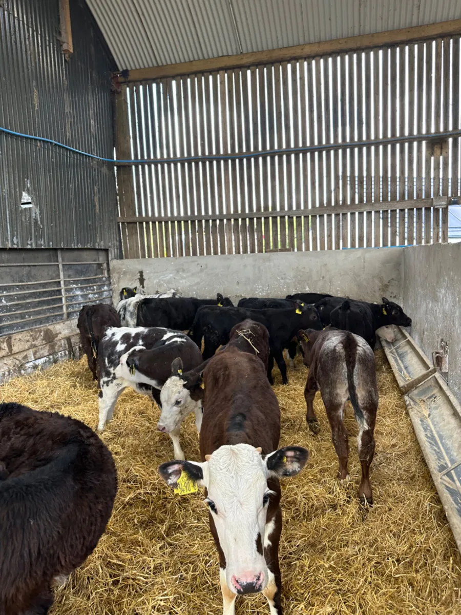 Hereford Angus and blue bulls - Image 4
