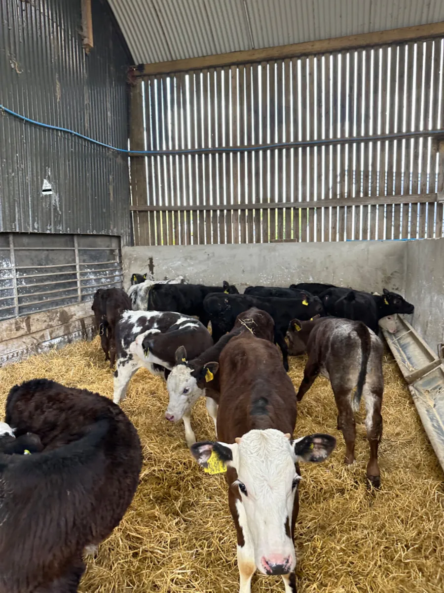 Hereford Angus and blue bulls - Image 3