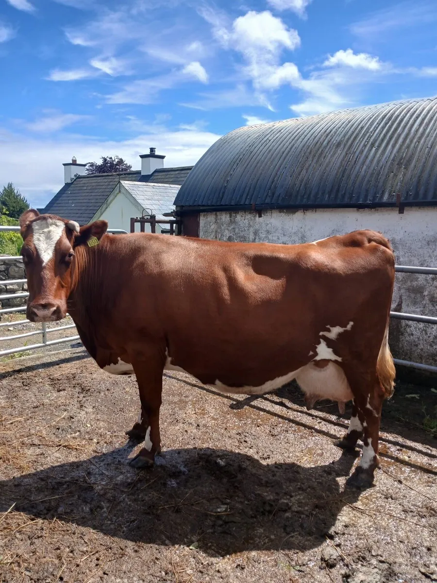 Cow for sale - Image 1