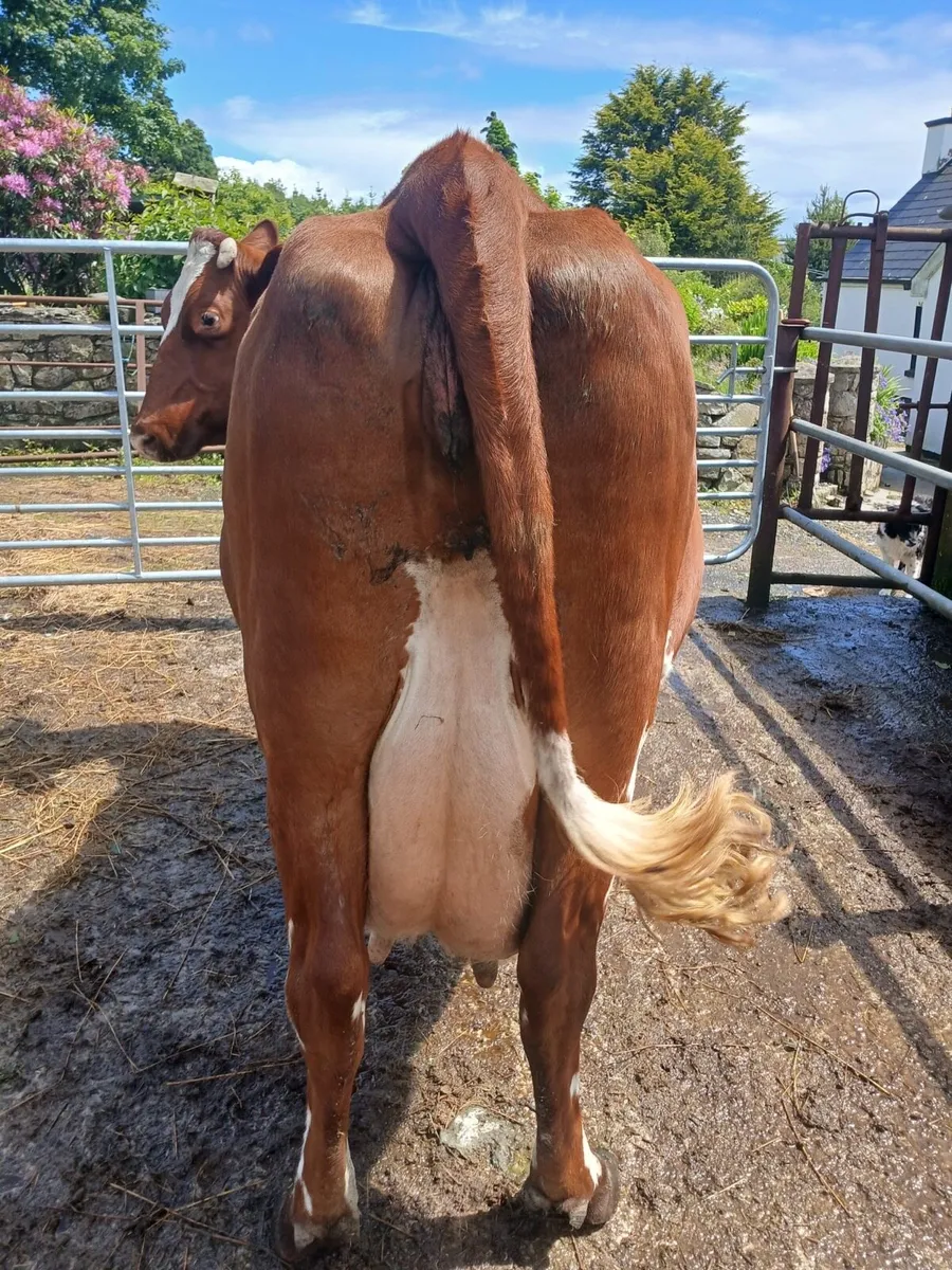 Cow for sale - Image 2