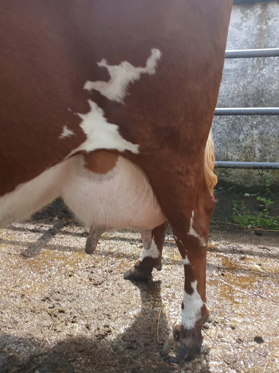 Cow for sale - Image 3