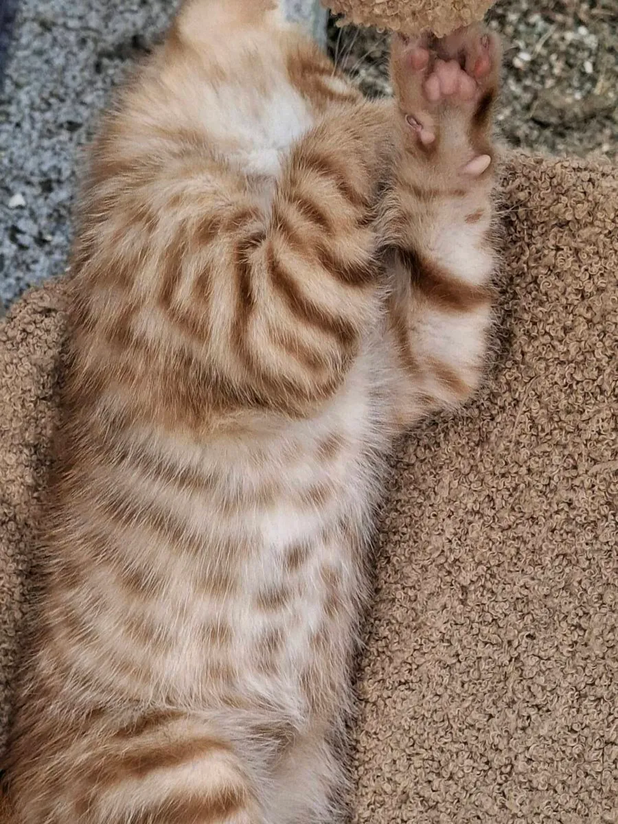 Bengal kittens for sale - Image 2
