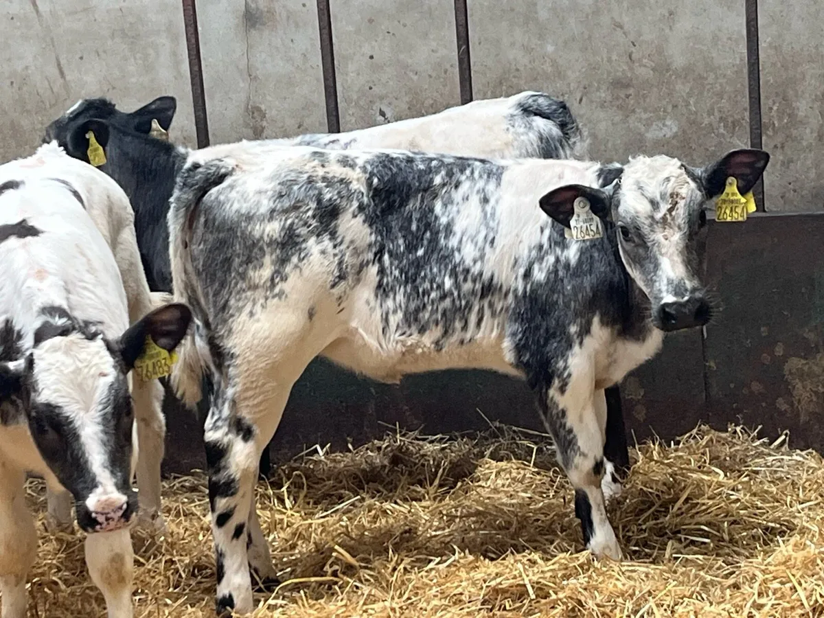 5 ⭐️ Belgian Blue Heifer Runners - Image 4
