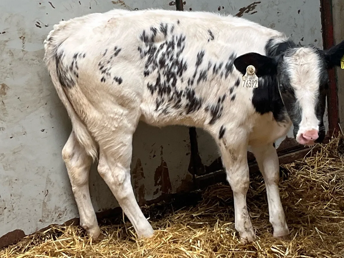 5 ⭐️ Belgian Blue Heifer Runners - Image 2
