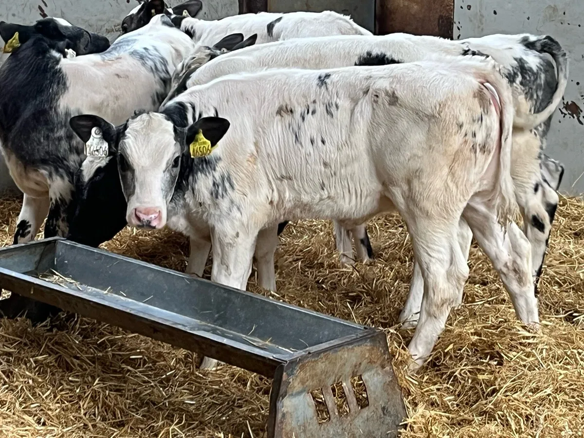 5 ⭐️ Belgian Blue Heifer Runners - Image 3