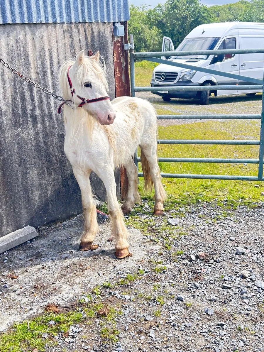 2 Colt - Image 2