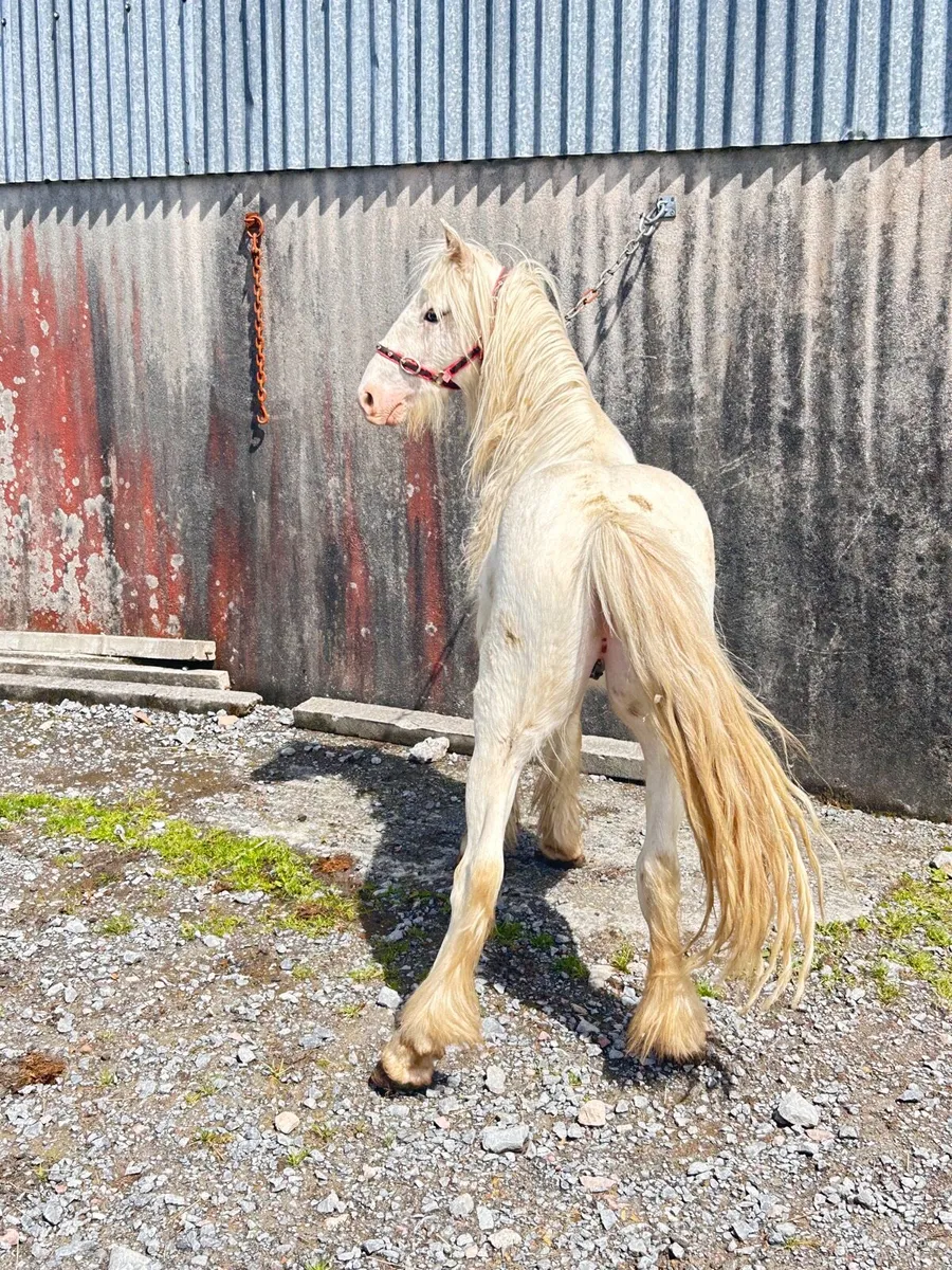 2 Colt - Image 3