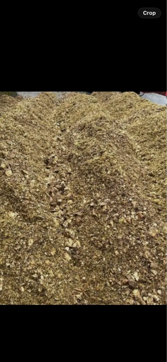 Chopped beet for pitting - Image 1