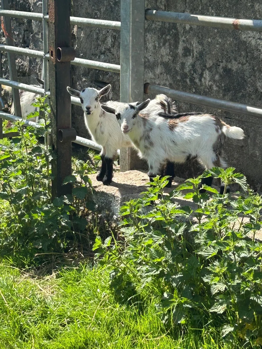 Pygmy goats - Image 4