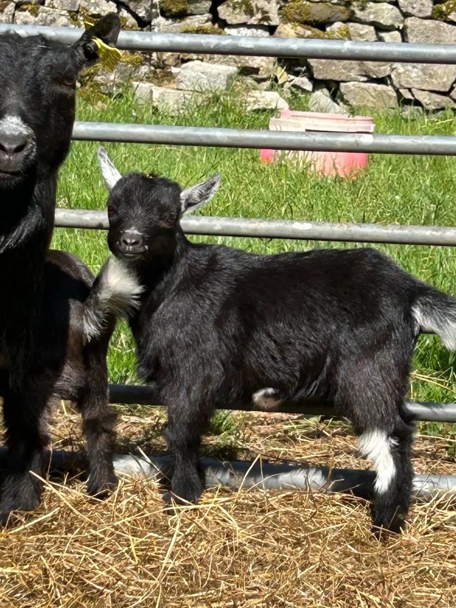 Pygmy goats - Image 3