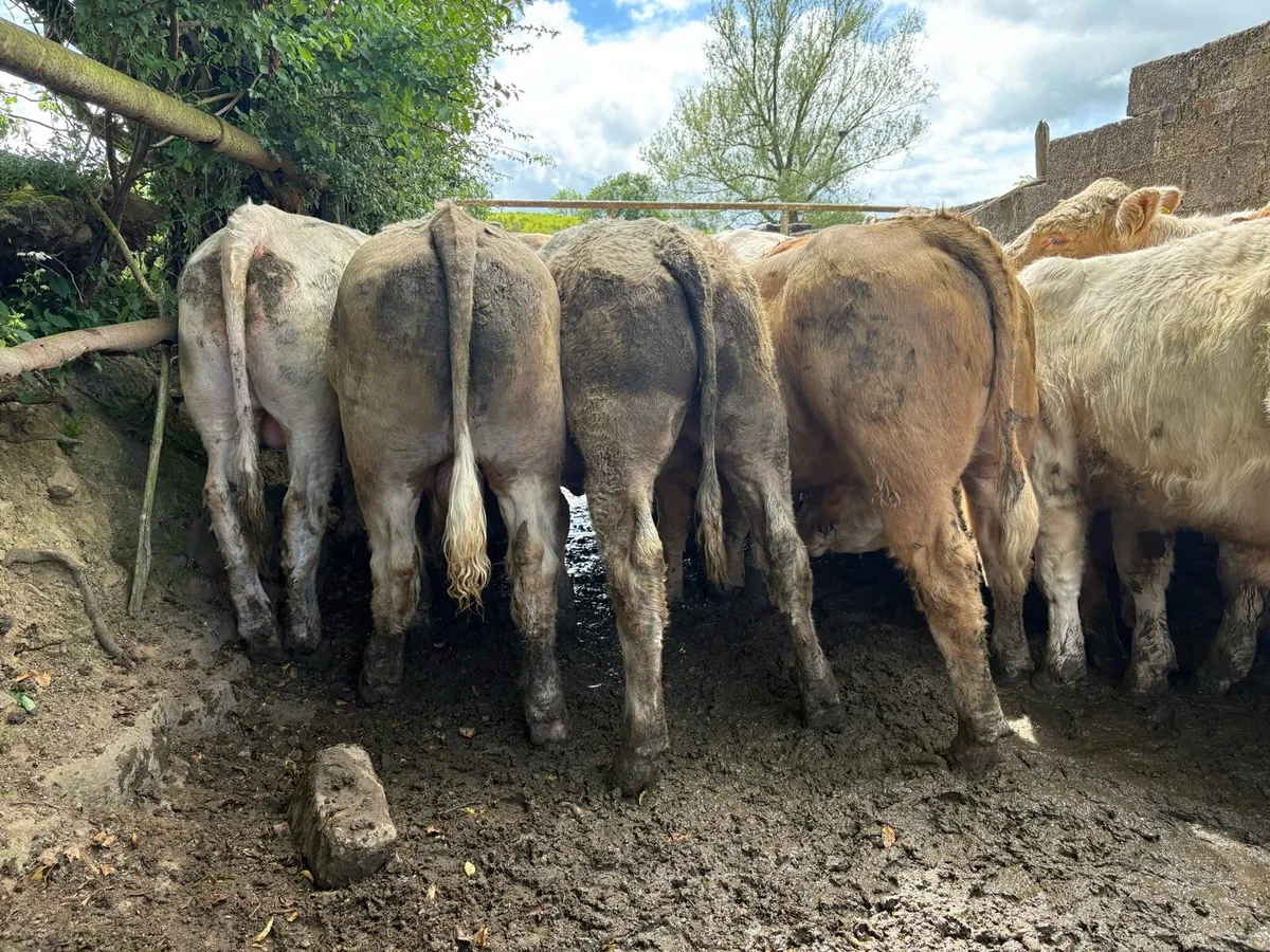 25 smashing store bullocks - Image 1