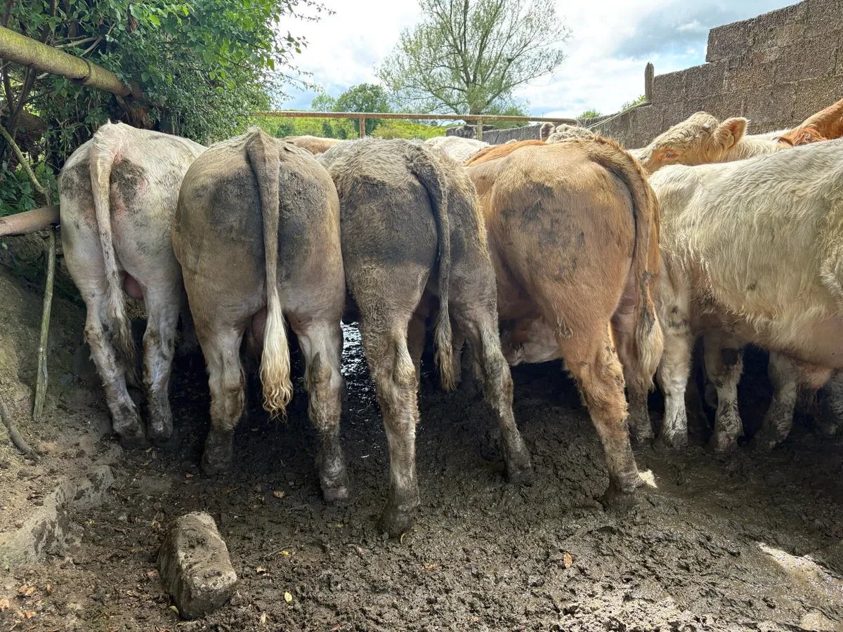 25 smashing store bullocks - Image 3