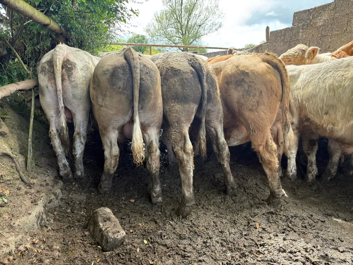 25 smashing store bullocks - Image 2