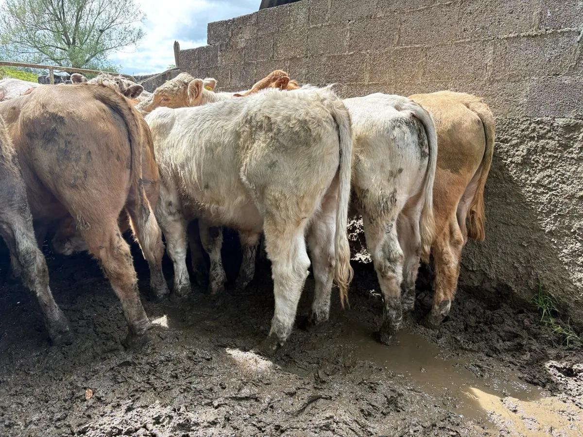 25 smashing store bullocks - Image 4