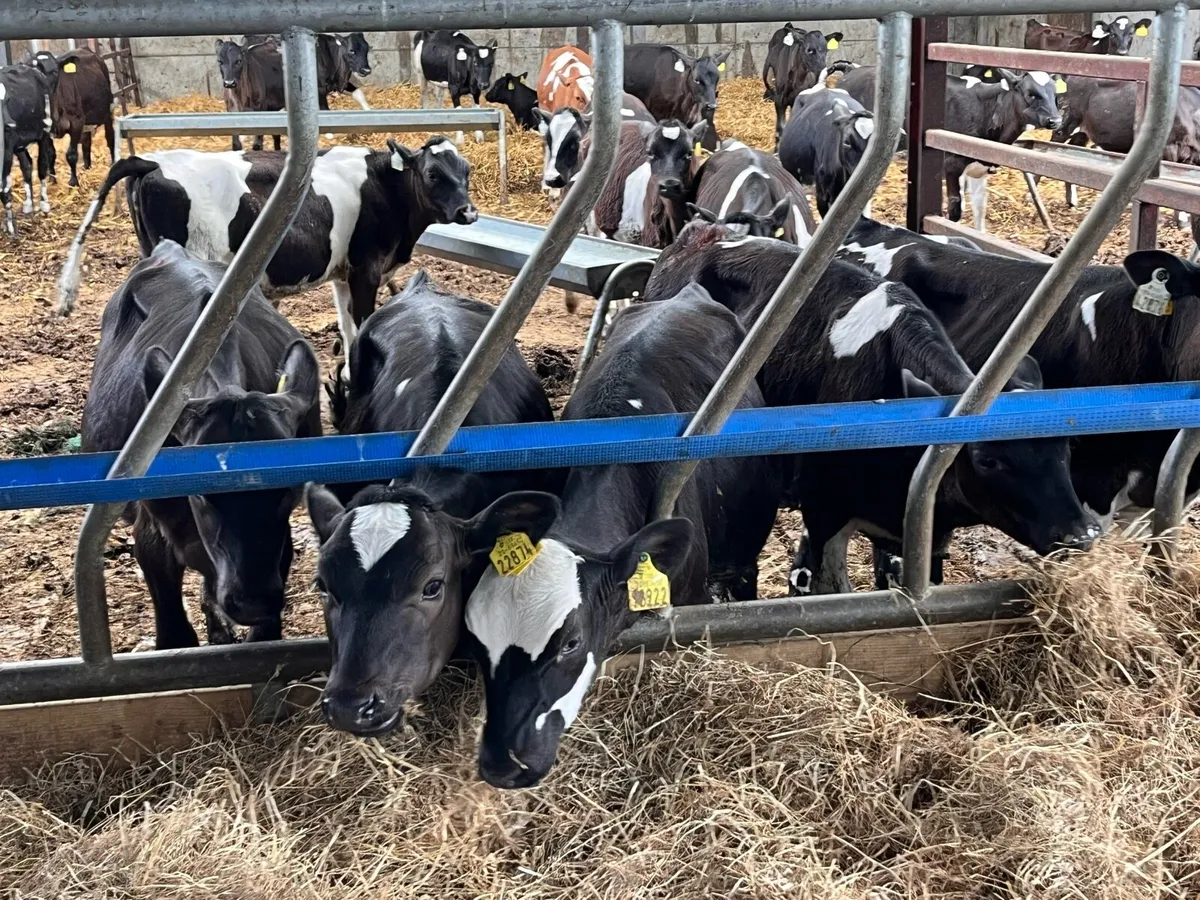 Dairy Heifer calves - Image 2