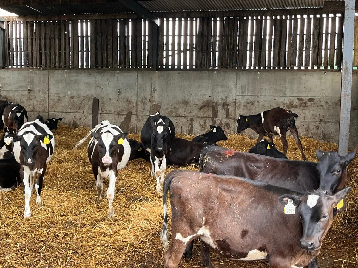Dairy Heifer calves - Image 3