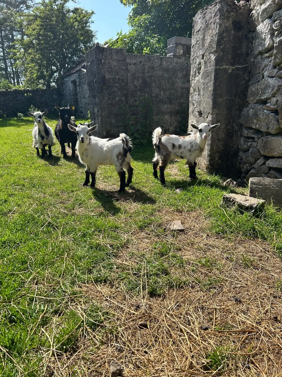 Pygmy goats - Image 1