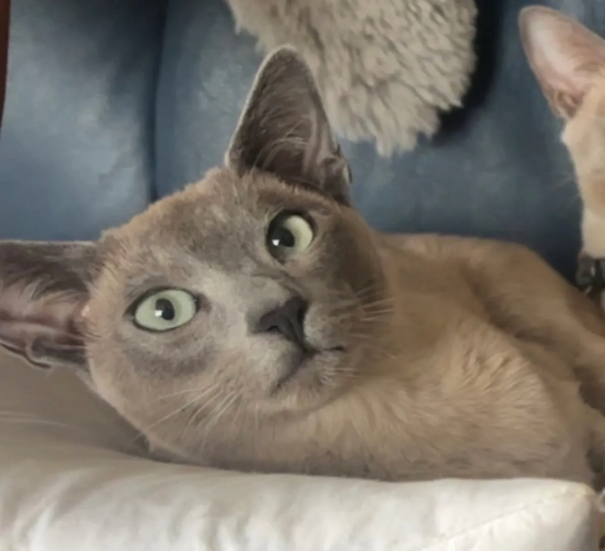 Tonkinese (Siamese/Burmese cross) female for sale