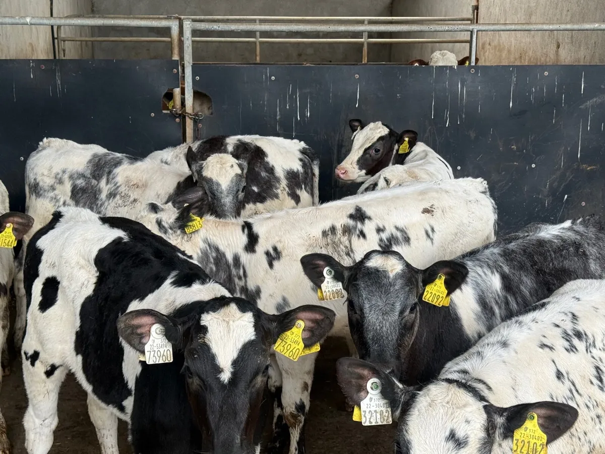 8 SUPER BELGIAN BLUE HEIFERS RUNNERS ( 150 KGS ) - Image 3