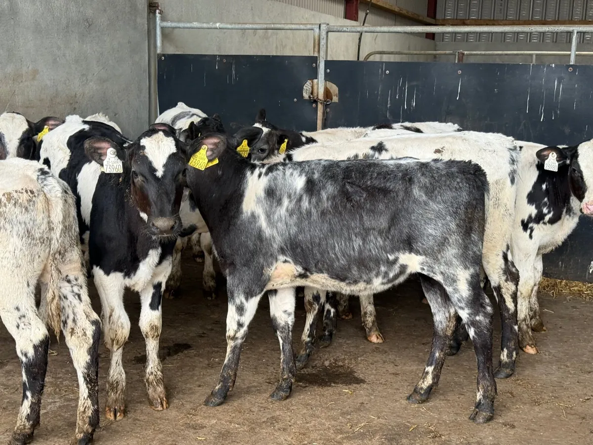 8 SUPER BELGIAN BLUE HEIFERS RUNNERS ( 150 KGS ) - Image 4