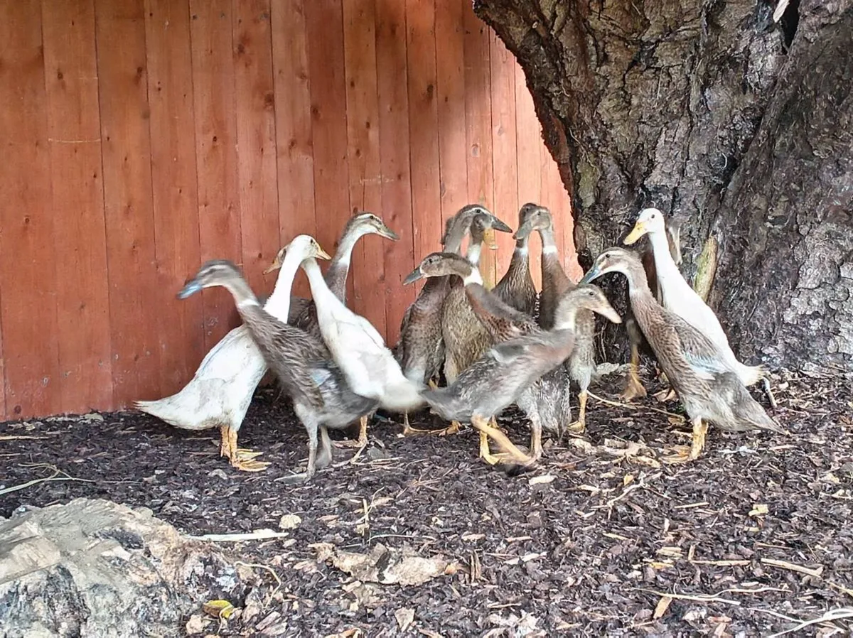 Indian runner ducklings