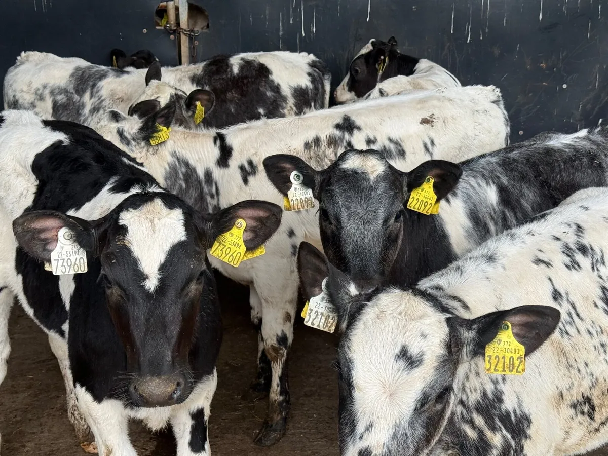 8 SUPER BELGIAN BLUE HEIFERS RUNNERS ( 150 KGS ) - Image 2