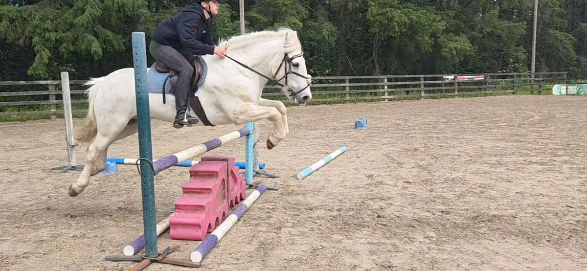Amazing 138 gelding - Image 3