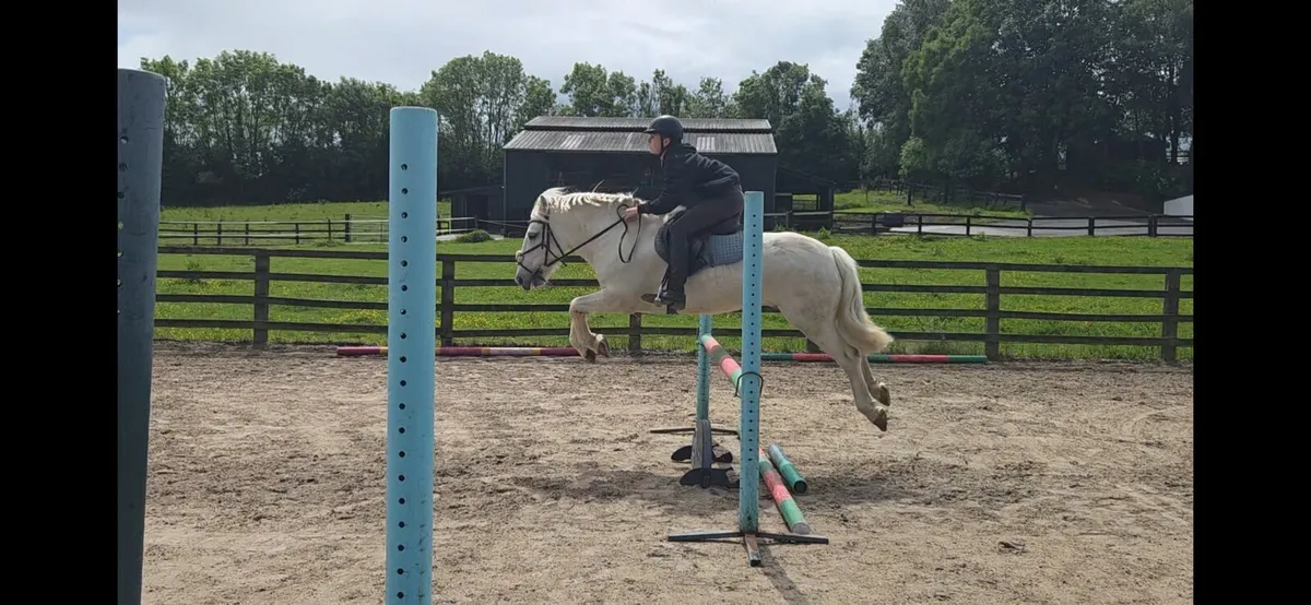 Amazing 138 gelding - Image 4