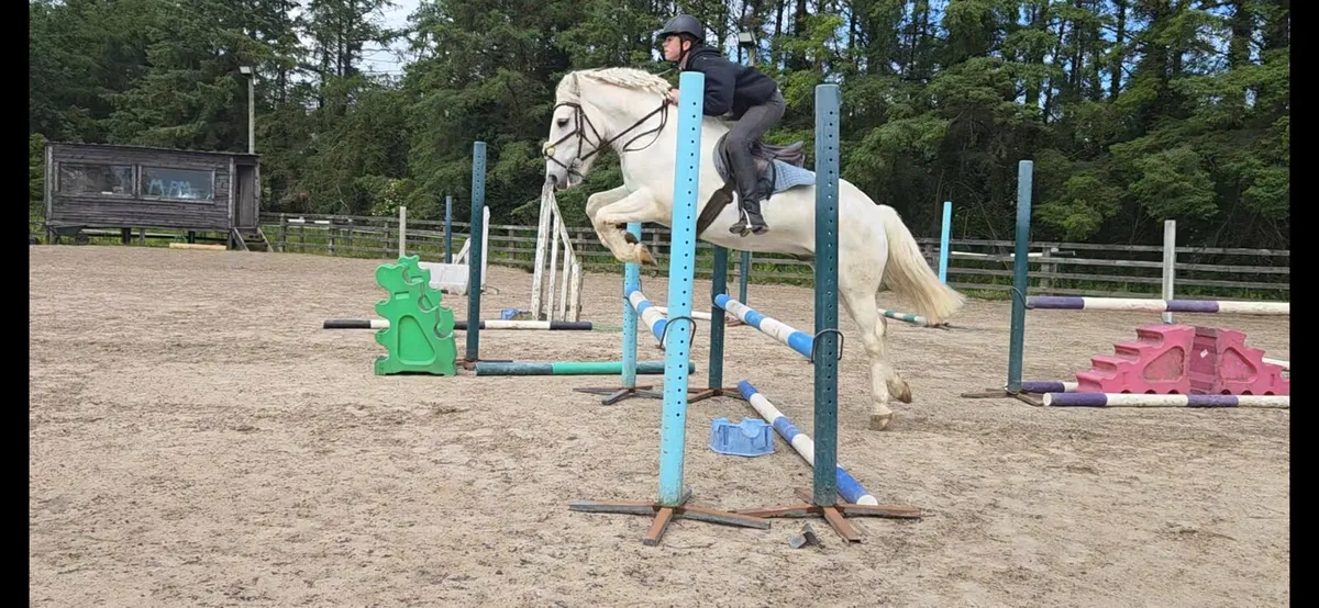 Amazing 138 gelding - Image 1