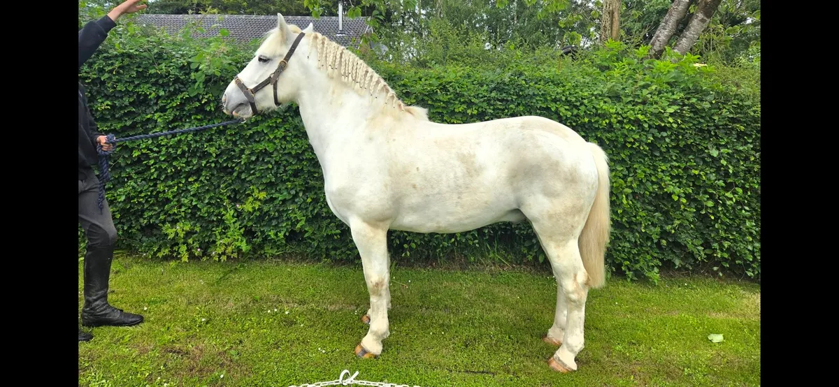 Amazing 138 gelding - Image 2